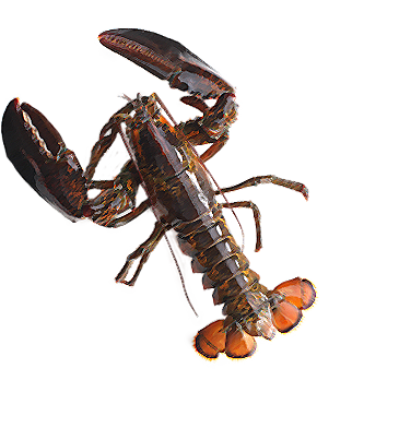 オマール(カナダ産)