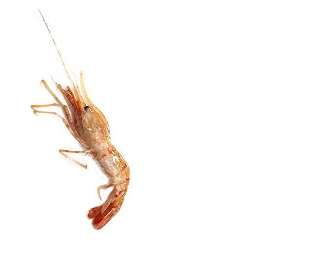 ぼたんエビ