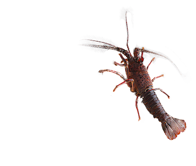 新しいコレクション エビ 画像 Ebi 画像