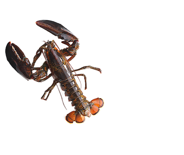 オマール(カナダ産)